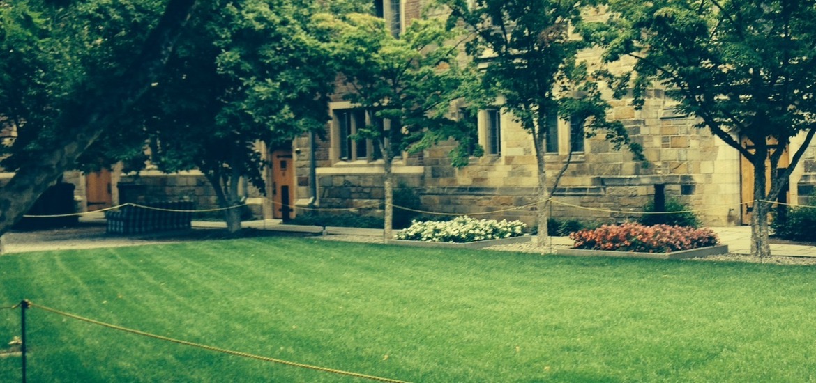 Tree and shrub care and plantings